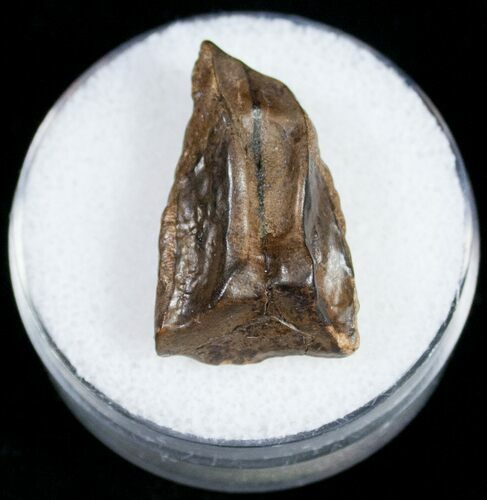 Triceratops Shed Tooth - Montana #10773